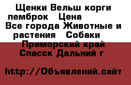 Щенки Вельш корги пемброк › Цена ­ 35 000 - Все города Животные и растения » Собаки   . Приморский край,Спасск-Дальний г.